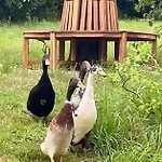 Honey Gardens Venkovský V Přírodní Zahradě Oleska