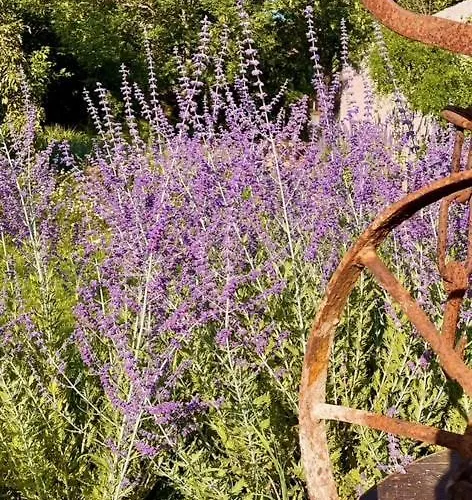 Honey Gardens Venkovsky V Prirodni Zahrade Oleska