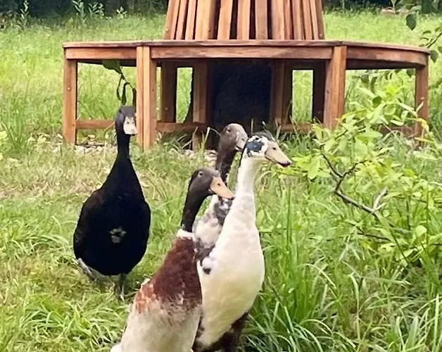 Honey Gardens Venkovsky V Prirodni Zahrade Oleska