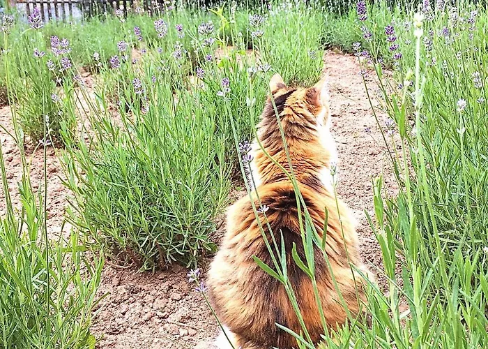 Honey Gardens Venkovsky V Prirodni Zahrade Apartment *